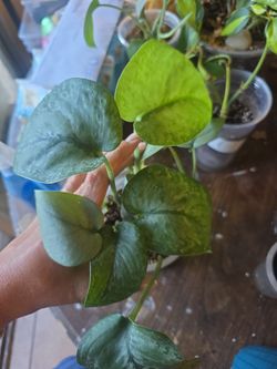 Scindapsus pictus 'Exotica'