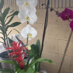 Plantas