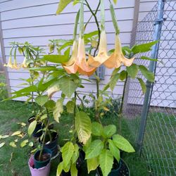 Angel Trumpets