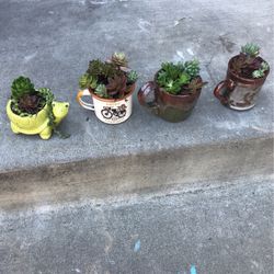 Suculentas En Tazas 