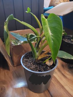 Revert White Princess Philodendron And Variegated Pup