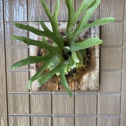 Staghorn Superbum