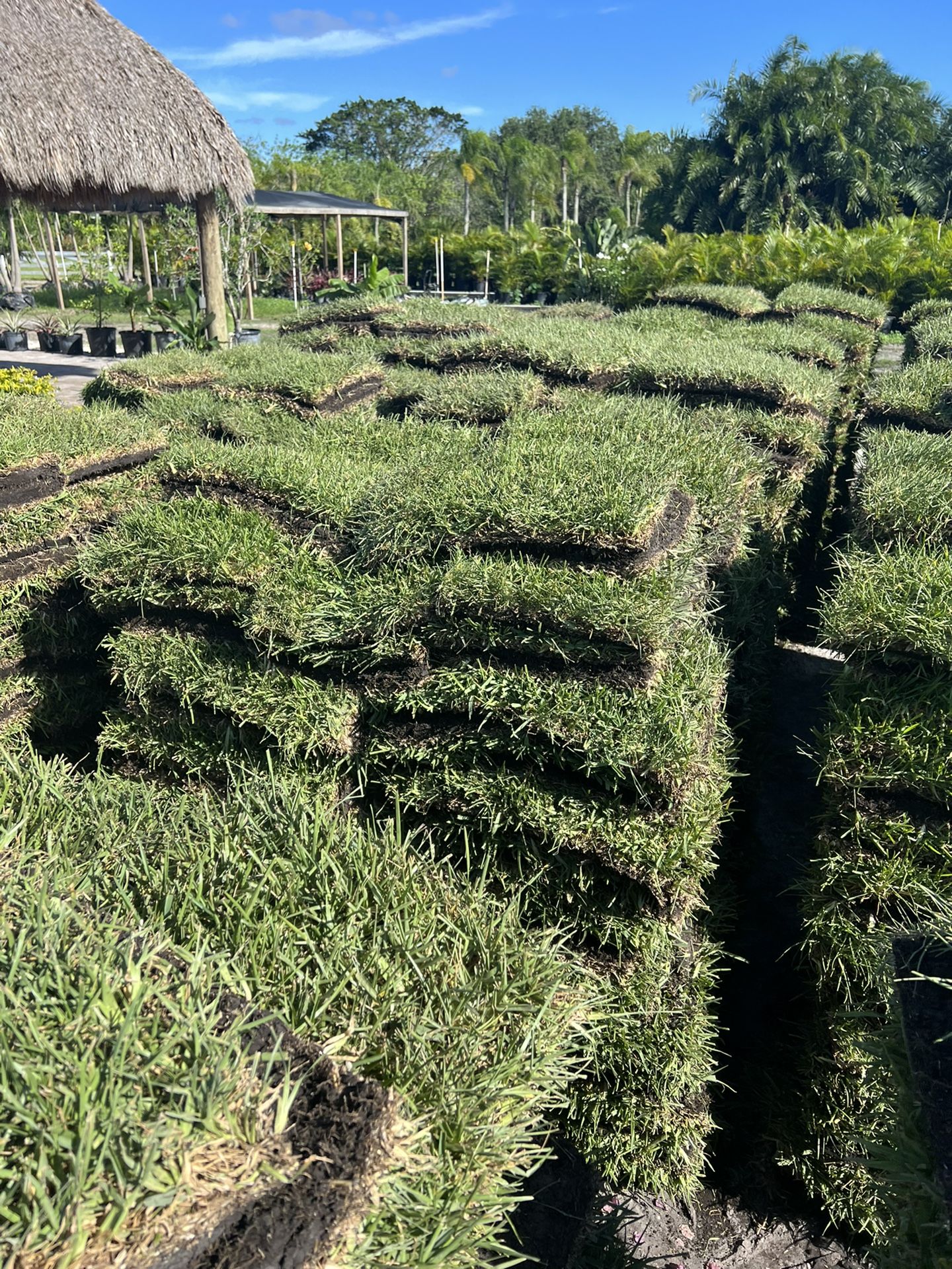 Fresh St. Augustine Sod Pallets For Sale!! Pieces, Half & Pallet