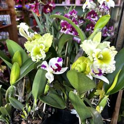 Cattleya Orchid Rare Orchid Fragrant Orchid 