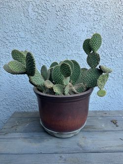 Cactus with pot