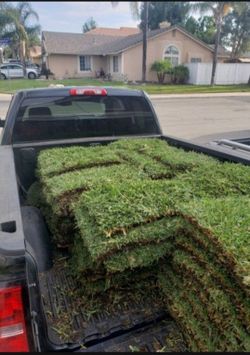St Augustine Sod