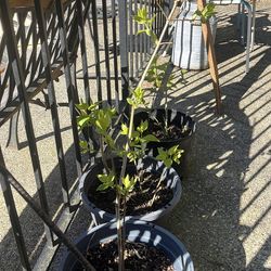 Purple lilacs, fern, peonies Jostad