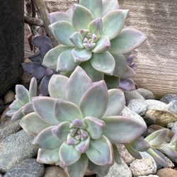 Graptosedum Ghosty Succulent