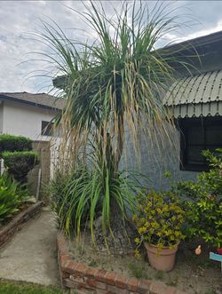 Pony tail palm tree