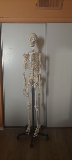 Life Size Human Skeleton on Rolling Stand – Great for Medical, Art & Halloween