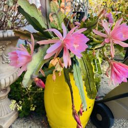 PINK  EPIPHYLLUM/ CACTUS ORCHID HANGING PLANT 