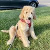 Kollin