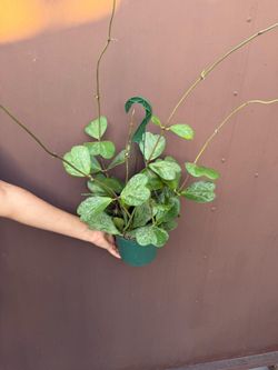 hoya kerrii splash 6” pot