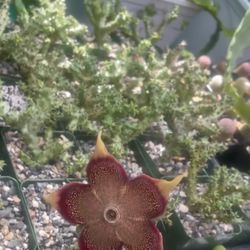Persian Carpet Stapelia 4”