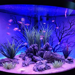 Immersive corner fish tank - everything you need!