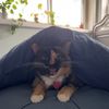 Nico