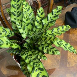Rattlesnake Plant  