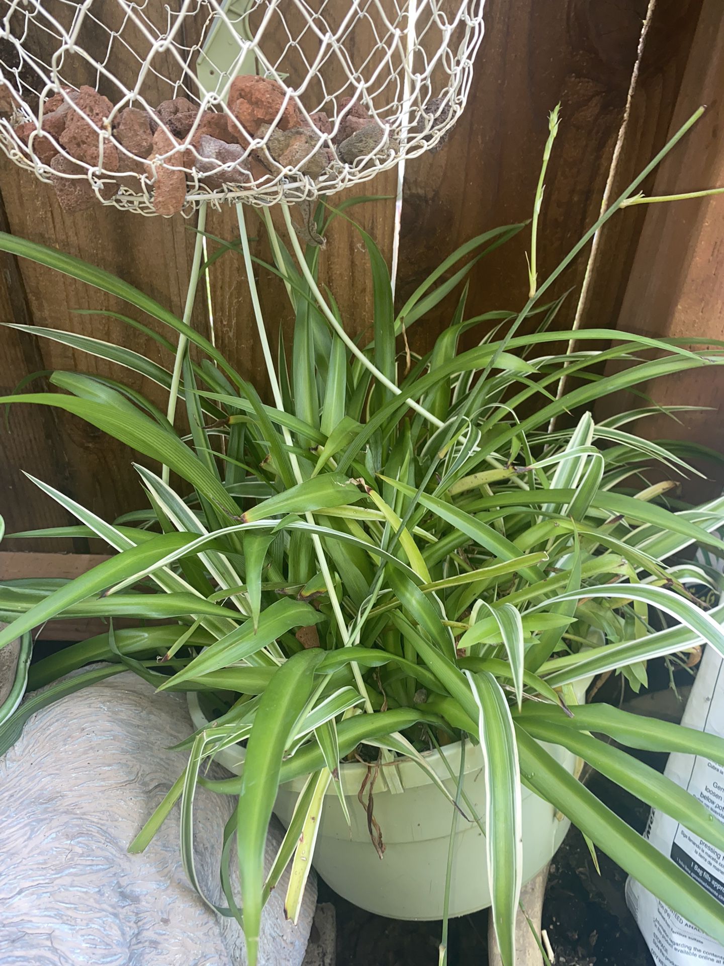 Large Beautiful Spider Plant In Green Hanging Pot 