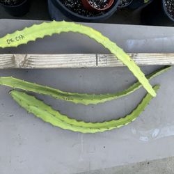 “DESERT KING” Dragon fruit cutting $15 each #DKDFC01