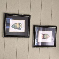 Coastal Fish Pictures 