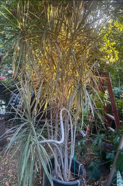 Variegated Dracaena Plant