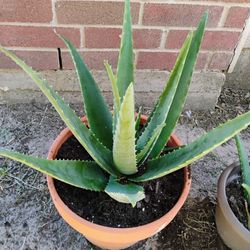Aloe Plants For Sale Health Benefits 