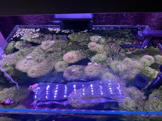 Aquarium Plants