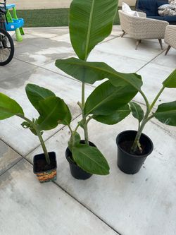 Banana trees