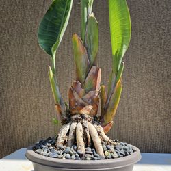 Bird of paradise ( Strelitzia reginae )Bonsai Tree   ( OUTDOOR and INDOOR PLANT) 