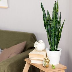 Air Purifying Snake Plant Beautify And Purify Your Space!