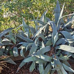 Agaves For  2 , 3 Abd 4 Each.  Not In Pot