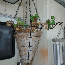 Hanging Plant