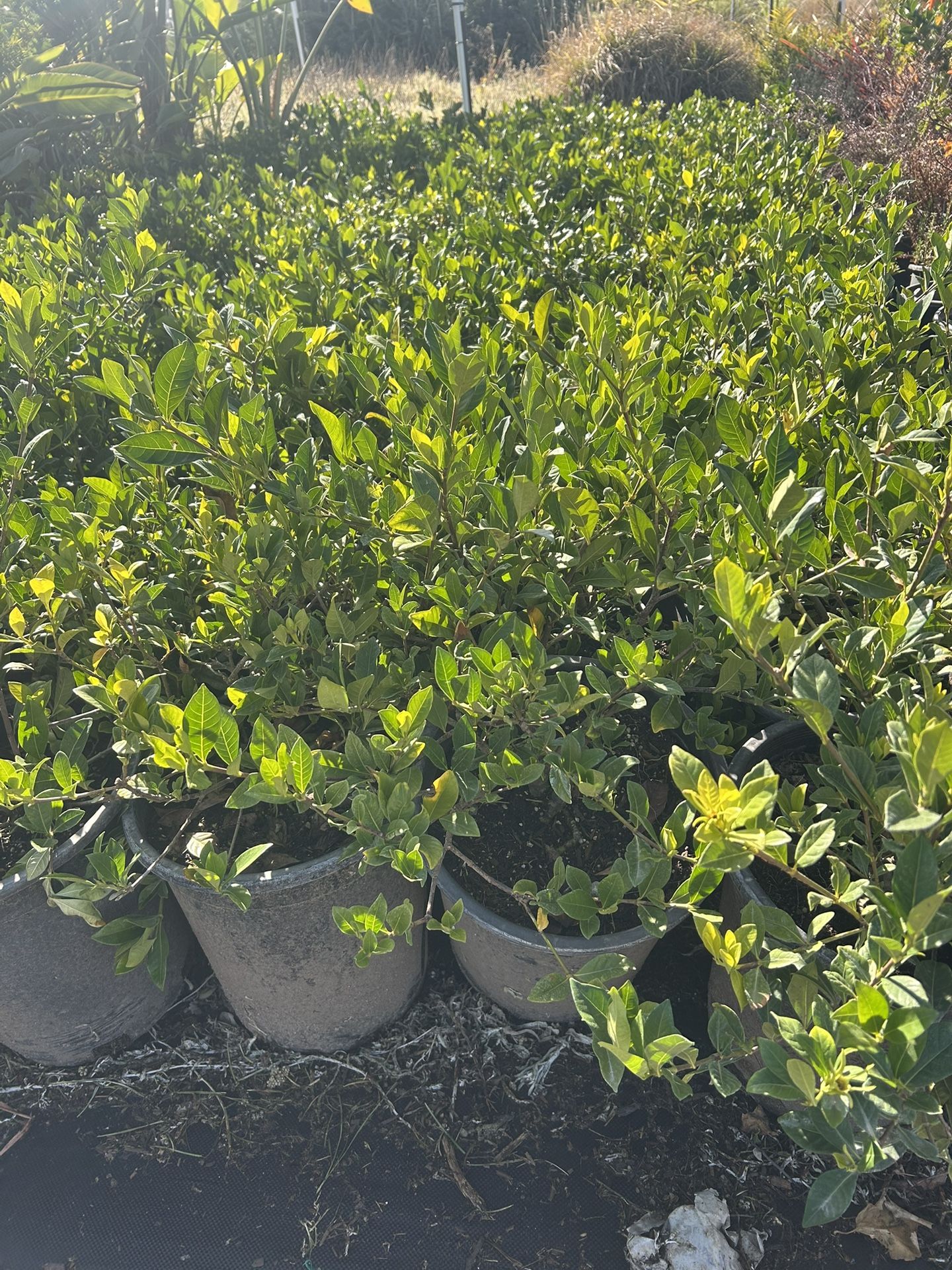 Gardenia Bushes