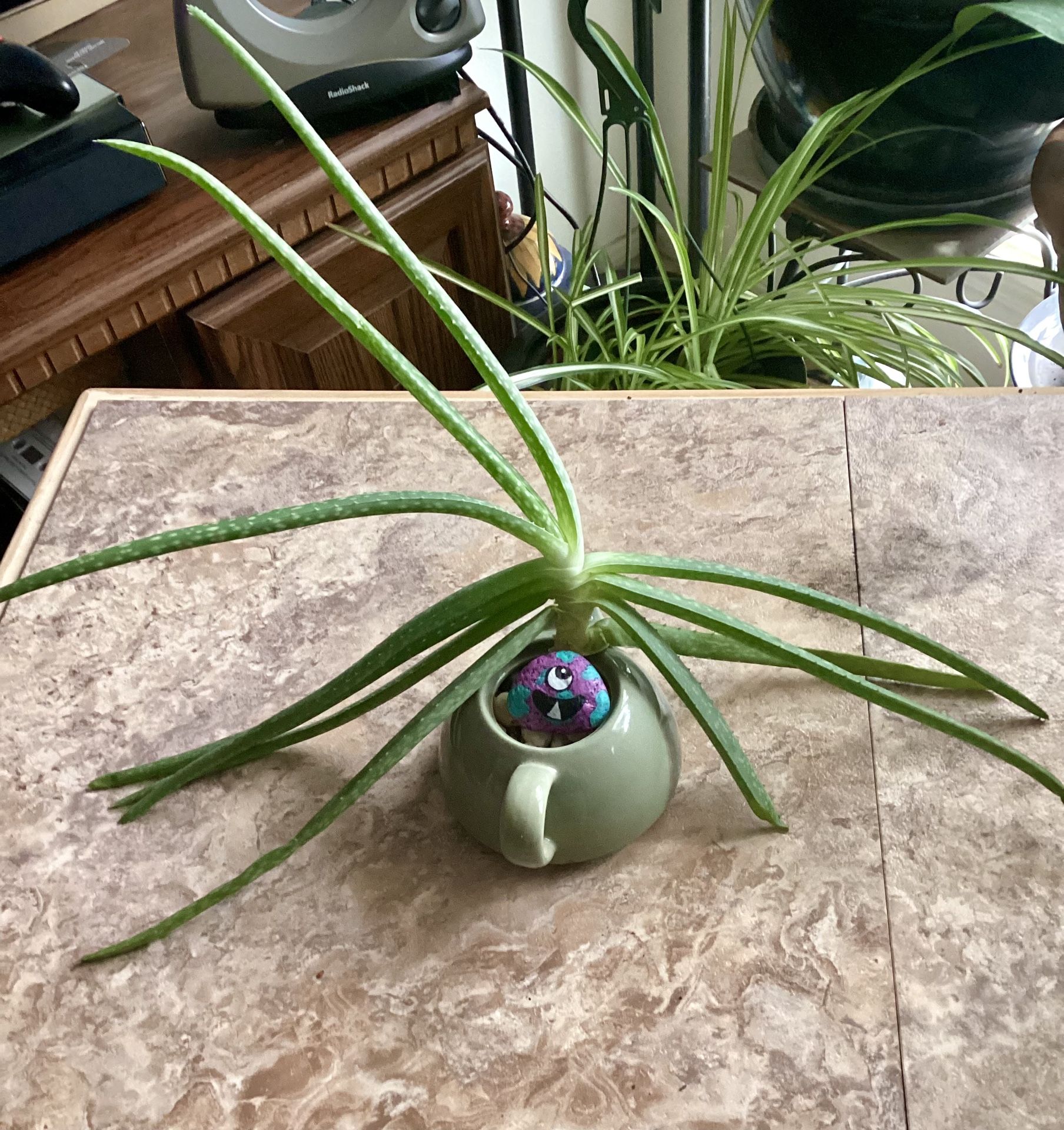 Rooted Aloe Vera plant 🪴 Arrangement In Tea Pot 13 Inches Hight From Teapot Base, And Decorative Hand Painted Rock