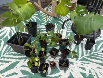 Cheap Houseplants! 🪴