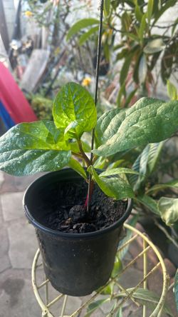 Alugbati vegetable plant