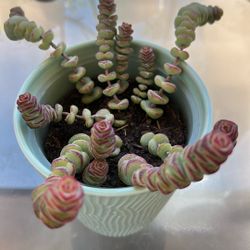 Succulent Plant 