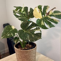 Monstera Thai Constellation