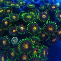 Coral (Reef Aquarium)