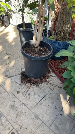 12 Gallon Java plum