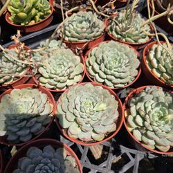 Euphorbia & Succulent 