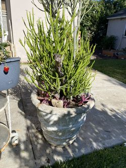 Extra Large Concrete Patio Or Front Door Pot With Large Pencil Cactus 