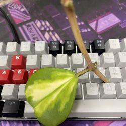 Variegated Hoya Kerri Plant 🪴 