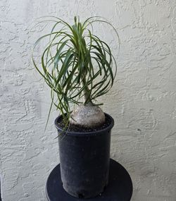 Beautiful Elephant Foot Plant
