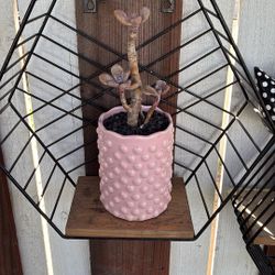 Potted Succulent 