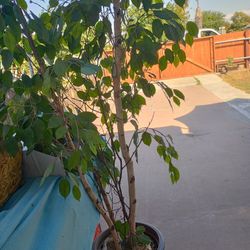 Indoor / Outdoor Fake Plant 