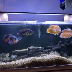 Fluval Marine And Reef 1100mm LED Light 