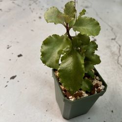 Succulent
