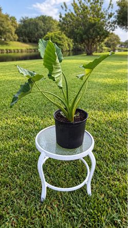 πΏ Elephant Ear Plant in 10β Pot β $20
