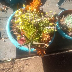 Two Succulents Variety 